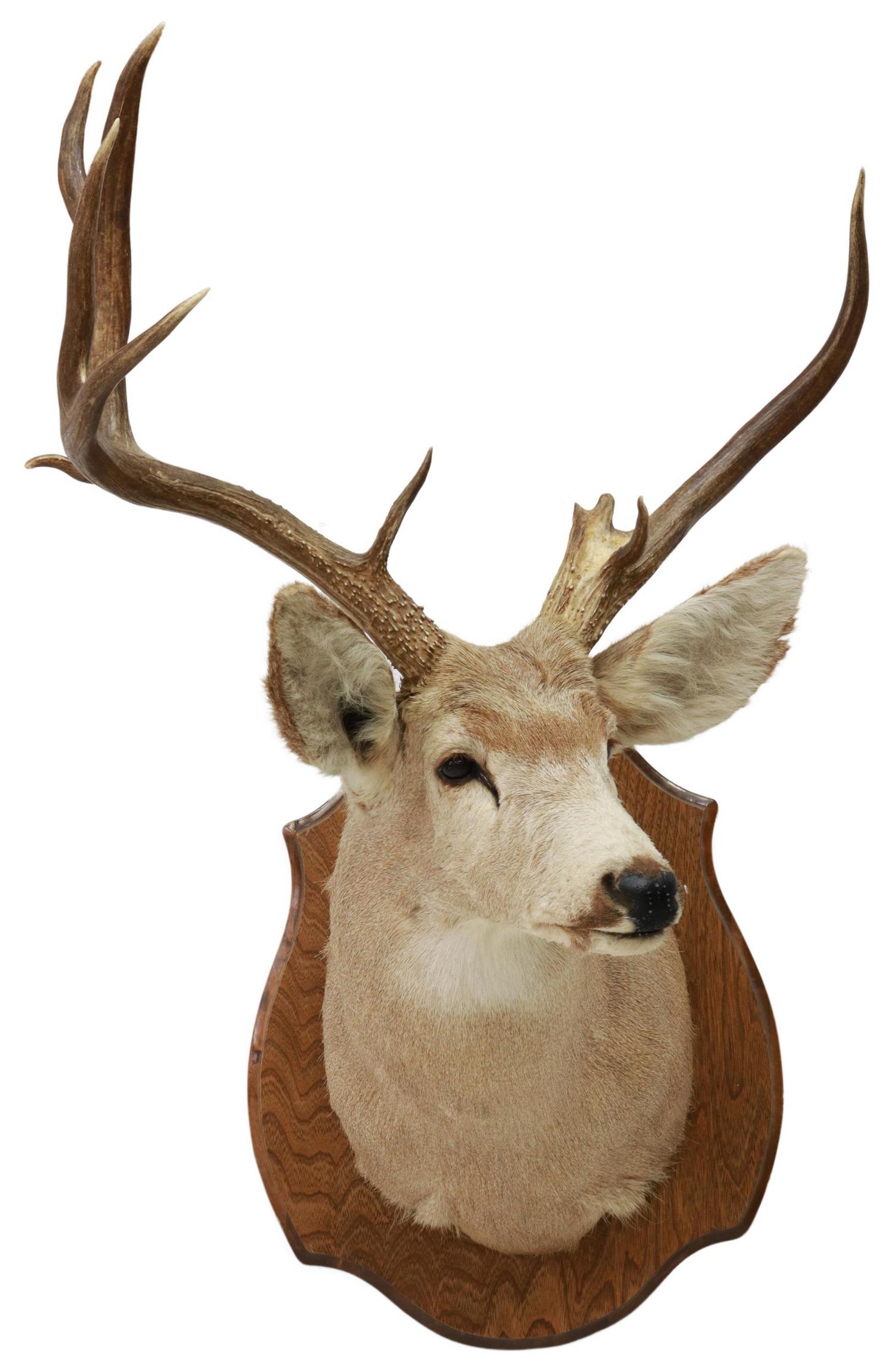 TAXIDERMY MULE DEER TROPHY MOUNT, 9 POINTS: Taxidermy, Mule deer shoulder mount, 9 point antlers, on shield-form wood back, approx 40.5"h, 23"w, 31"d, 15lbs Start Price: $80.00