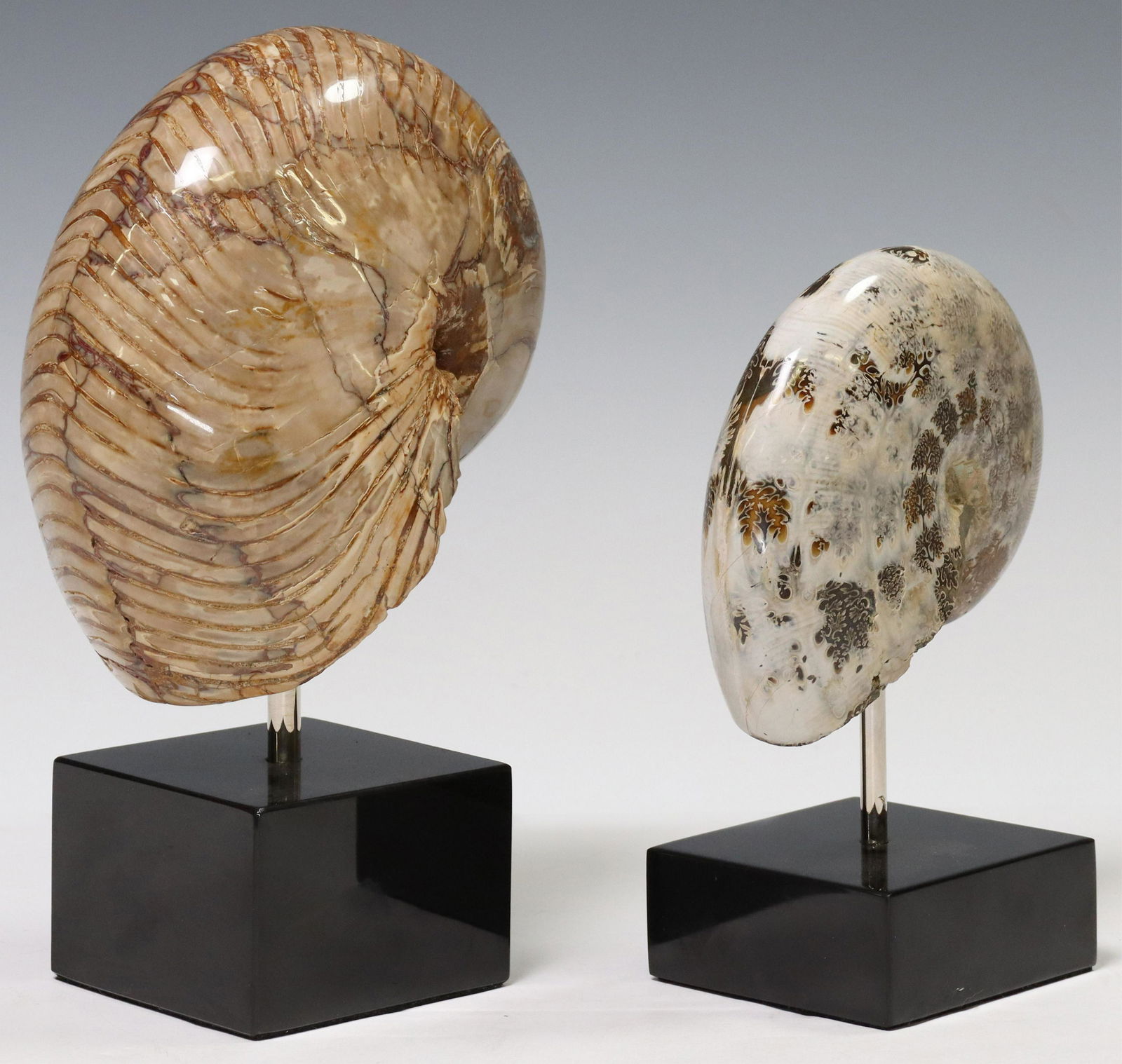 (2) POLISHED AMMONITE SPECIMENS ON MARBLE BASES (1 of 3)