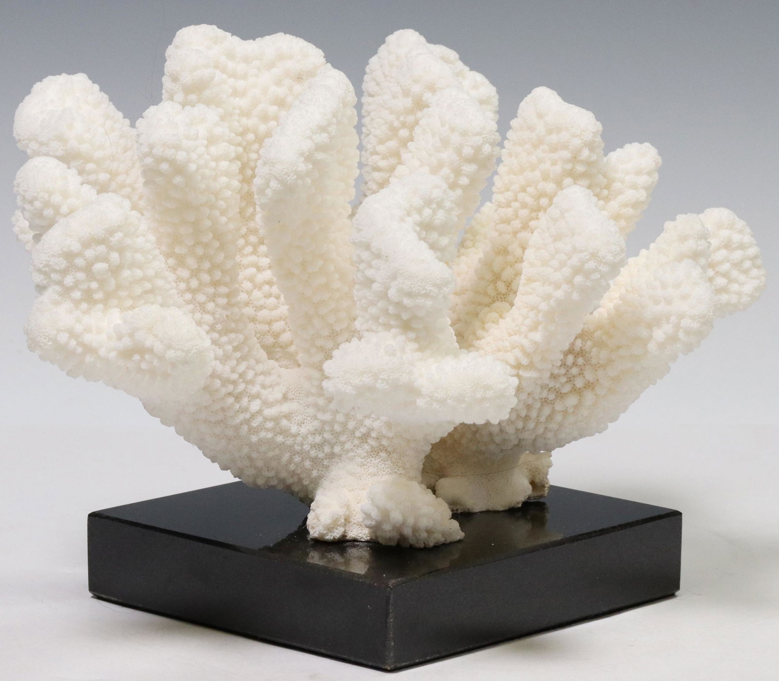 CAT'S PAW CORAL CLUSTER SPECIMEN ON MARBLE BASE (1 of 4)