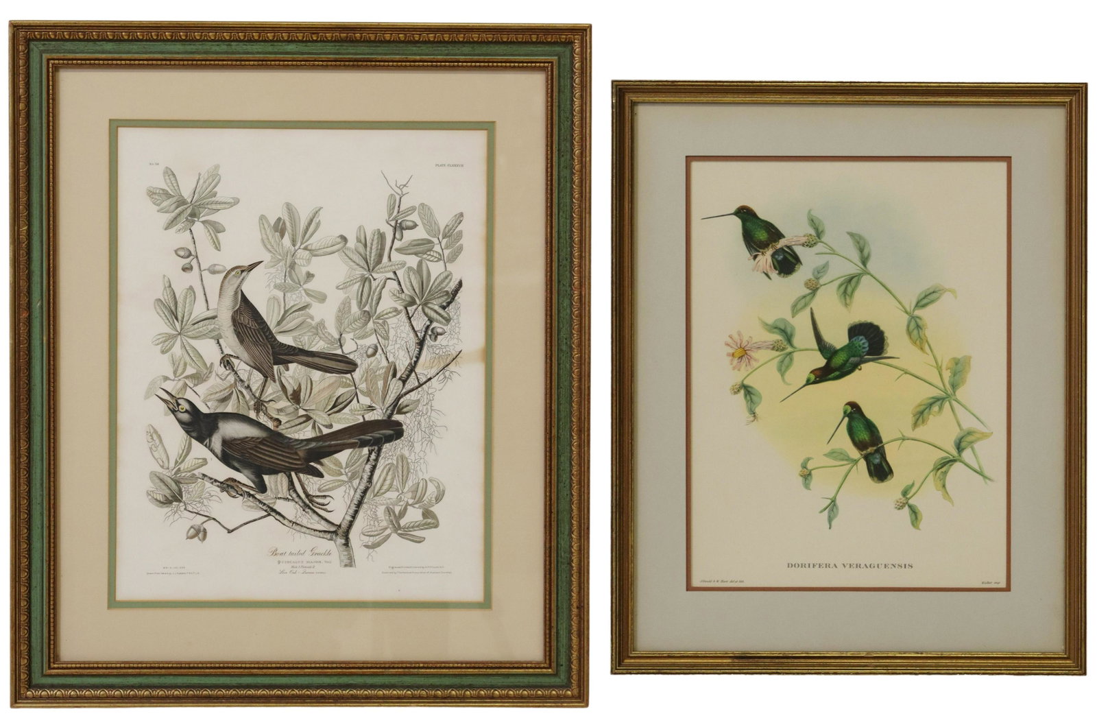 (2) ORNITHOLOGICAL PRINTS AFTER AUDUBON & GOULD: (lot of 2) Framed ornithological prints on paper, including: (1) "Boat tailed Grackle," after John James Audubon (American, 1785-1851), printed by A.P.P. Co., Inc., New York (Artistic Picture Publishi
