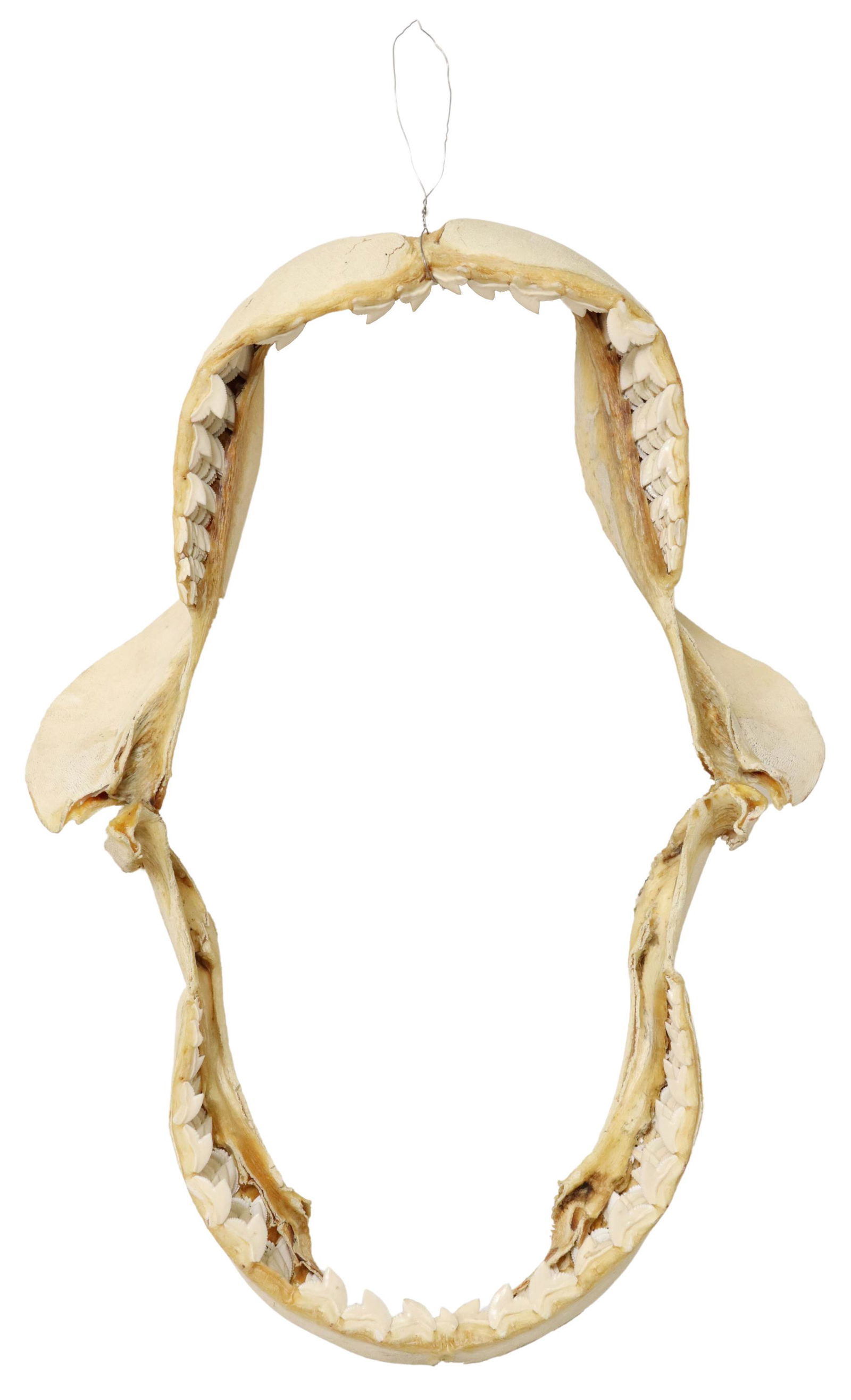 TIGER SHARK'S JAW, FORTUNE ISLAND, PHILIPPINES: Tiger shark's jaw, Fortune Island, Philippines, with wall-hanging metal wire, approx 22"h, 15"w, 5"d, 3lbs Start Price: $250.00