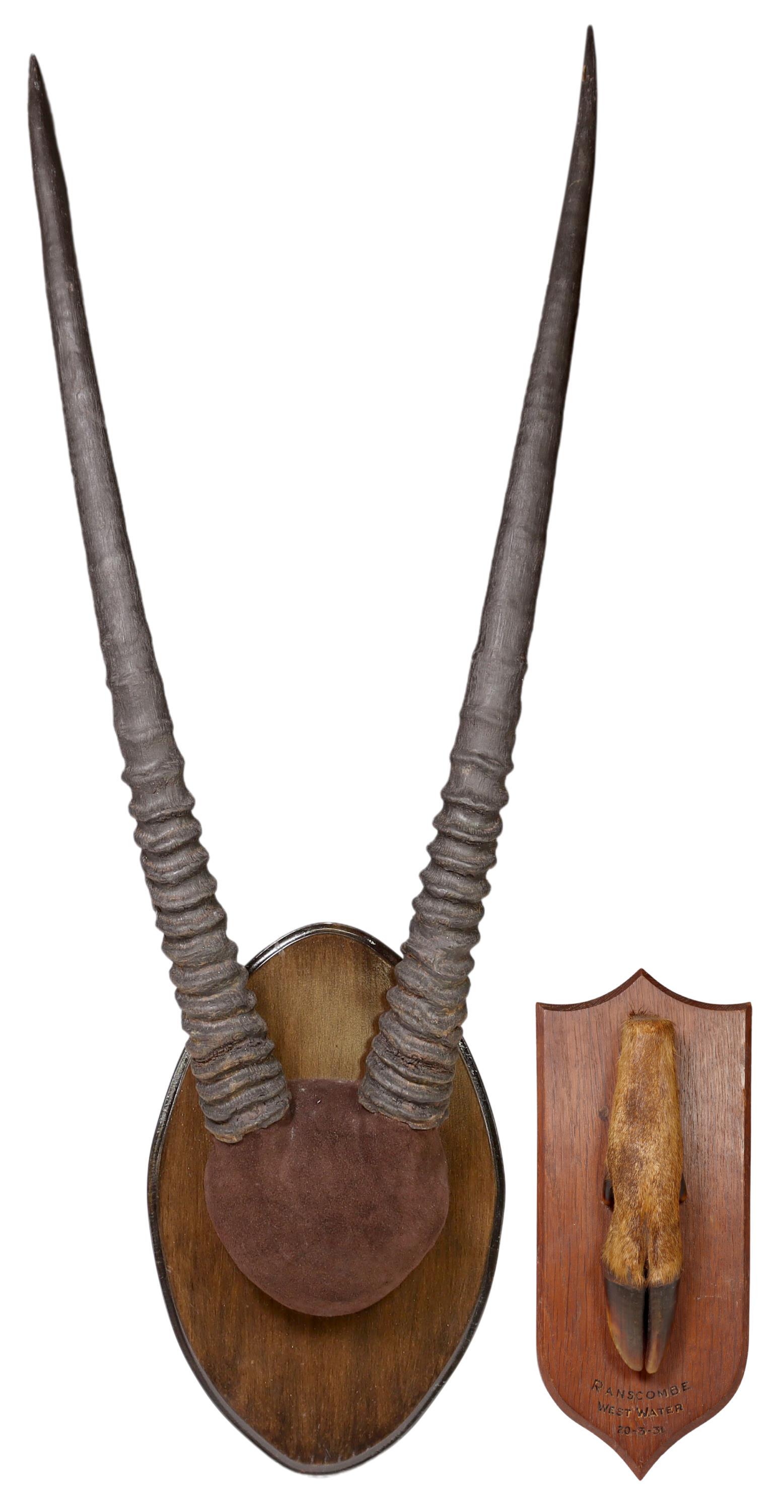 2) GEMSBOK ANTELOPE HORN & HOOF TROPHY WALL MOUNTS: (lot of 2) Taxidermy trophy wall mounts, including: (1) Gemsbok Antelope horn trophy, Martinez Brother's Taxidermy, Austin, Texas, on ovular wood plaque, retaining adhesive maker's label verso, approx