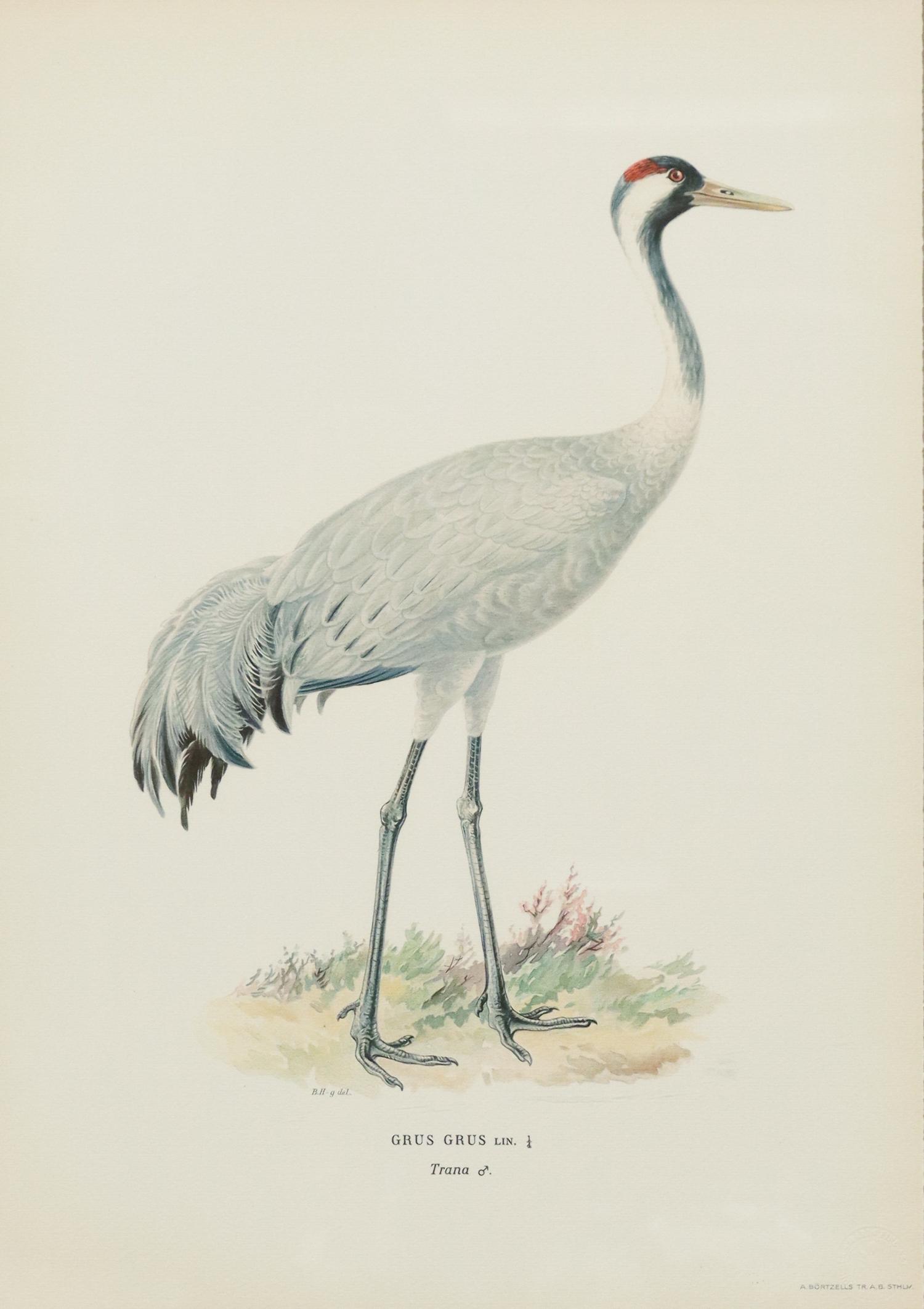 FRAMED NATURALIST BIRD PRINT, 'GRUS GRUS': Framed naturalist print on paper, "Grus Grus," after A. Bortzells, with Soicher Marin Fine Art seal lower right, sight: approx 28"h, 19.5"w, overall: approx "43h, 35"w, 19lbs **Provenance: a Fine Sant
