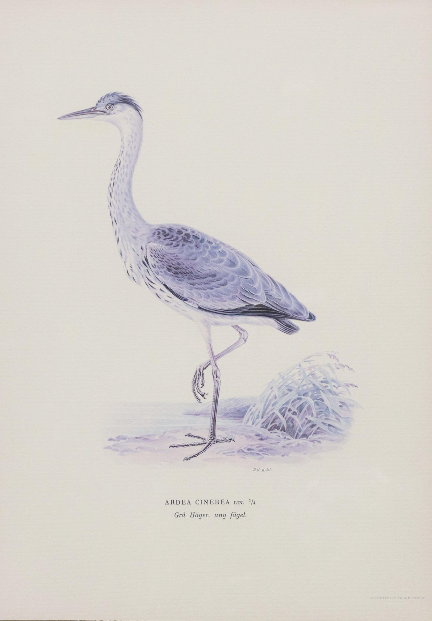 FRAMED NATURALIST BIRD PRINT, 'ARDEA CINERA' (1 of 5)
