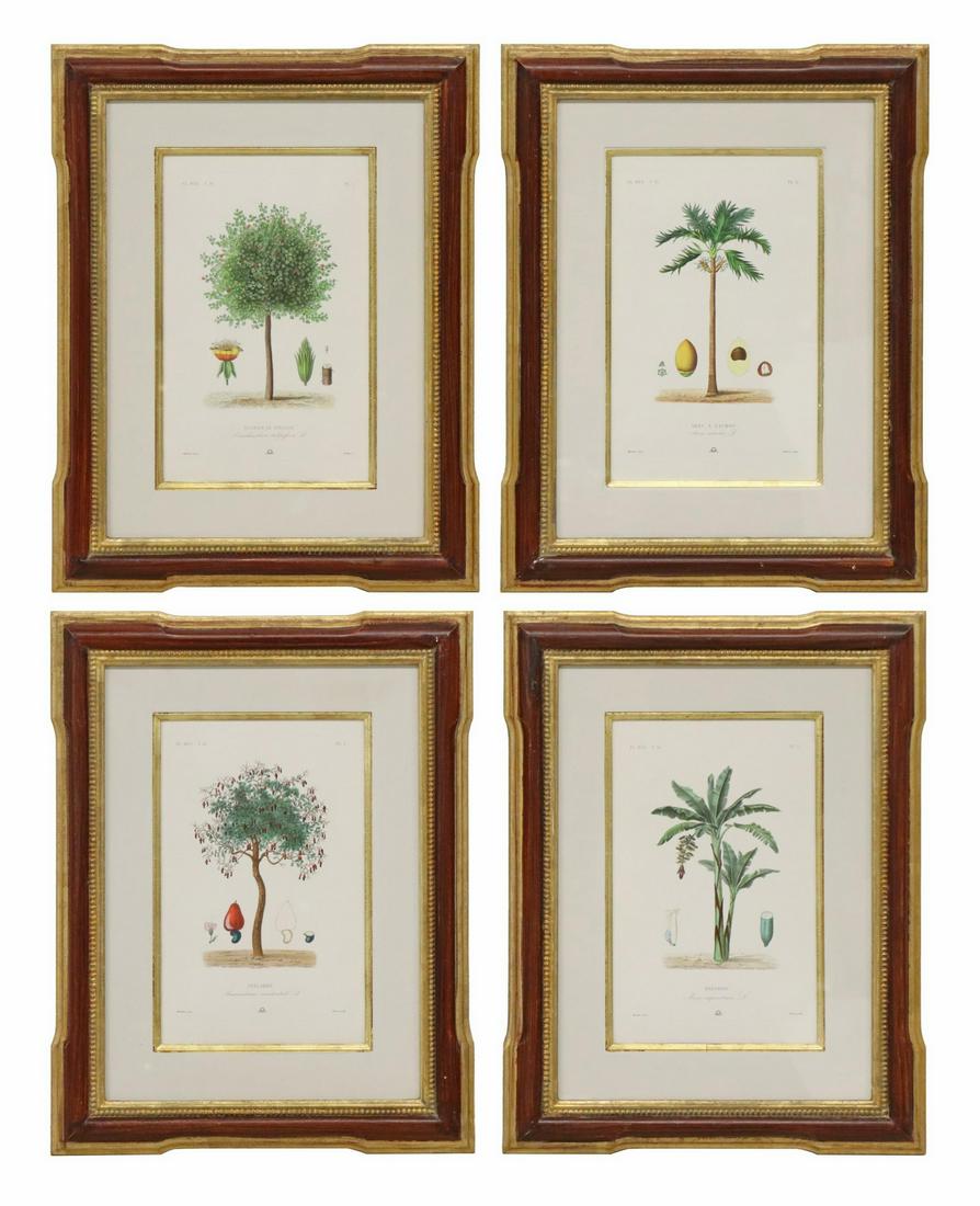 (4) AFTER MAUBERT (D.1879) BOTANICAL ENGRAVINGS (1 of 8)