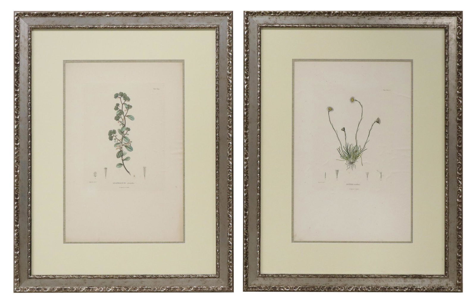 (2) AFTER PIERRE TURPIN BOTANICAL ENGRAVINGS (1 of 6)