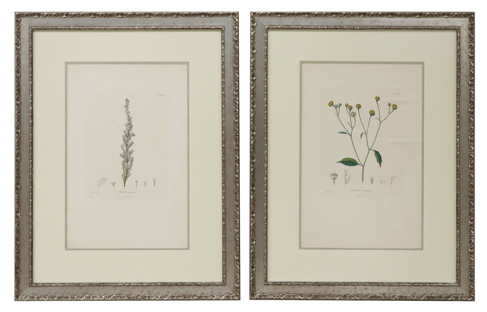 (2) AFTER PIERRE TURPIN BOTANICAL ENGRAVINGS (1 of 6)