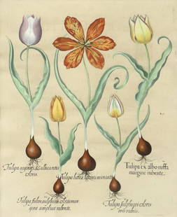 AFTER BASILIUS BESLER BOTANICAL ENGRAVING: Framed engraving with hand coloring on laid paper, "I. Tulipa ex albo ruffa margine rubente, II. Tulipa sulphuricularis oris rubeis, III. Tulipa lutea lituris miniati, IV. Tulipa fulvo sulphurei color