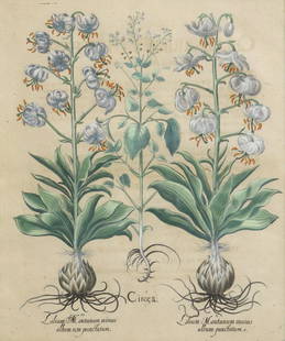 AFTER BASILIUS BESLER BOTANICAL ENGRAVING: Framed engraving with hand coloring on paper, "I. Circea, II. Lilium montanum maius album punctatum, III. Lilium montanum minus album non punctatum," after Basilius Besler (Nuremberg, 1561-1629), sigh