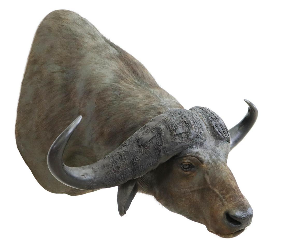 LARGE TAXIDERMY AFRICAN WATER BUFFALO MOUNT (1 of 4)