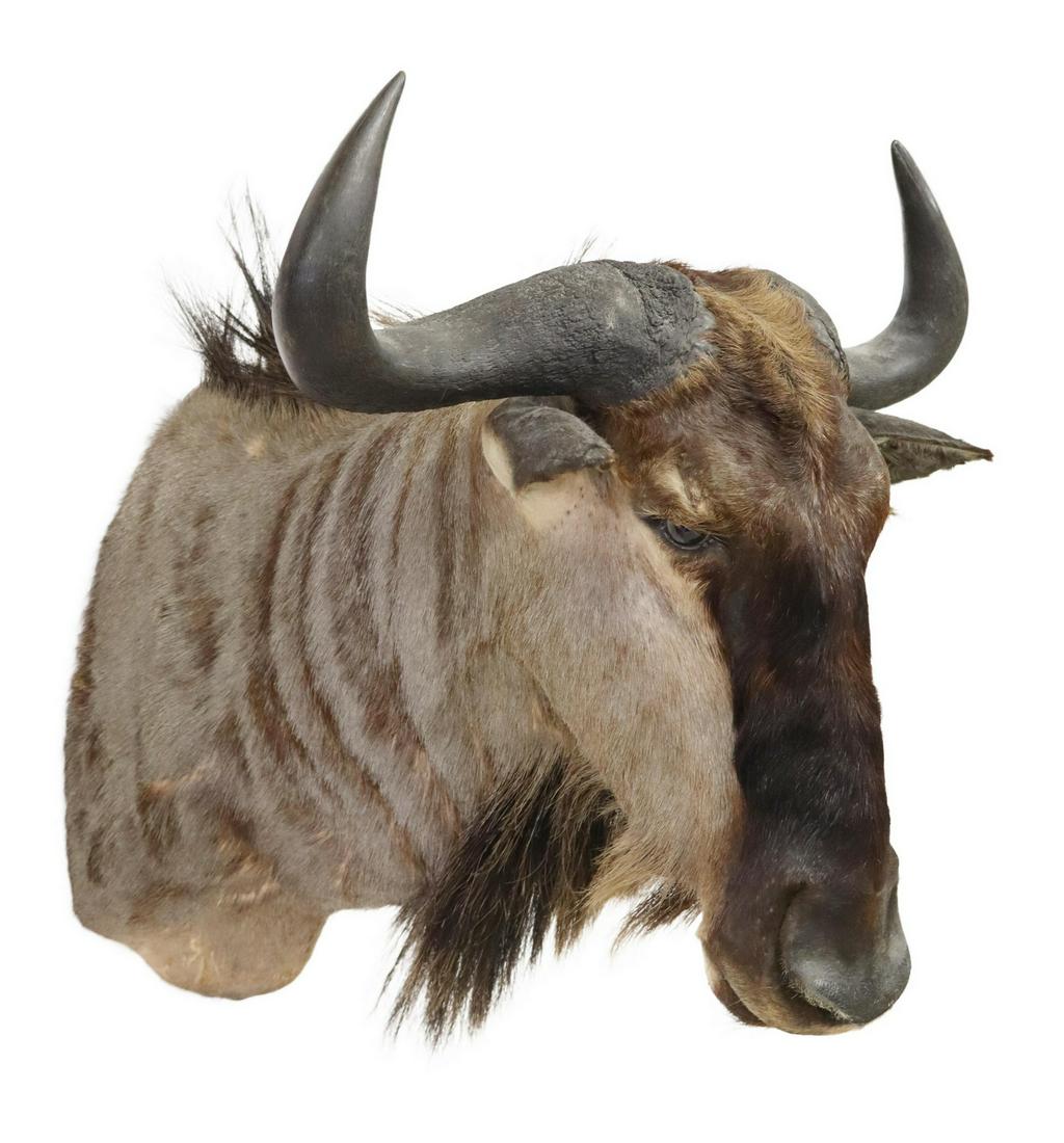 TAXIDERMY WILDEBEEST SHOULDER MOUNT (1 of 3)