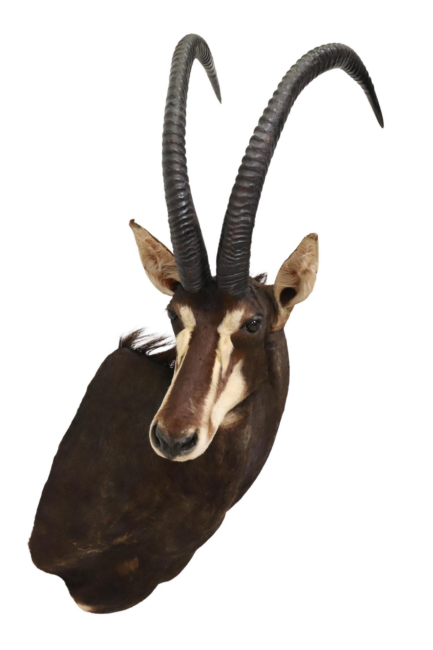 LARGE TAXIDERMY SABLE ANTELOPE SHOULDER MOUNT (1 of 4)