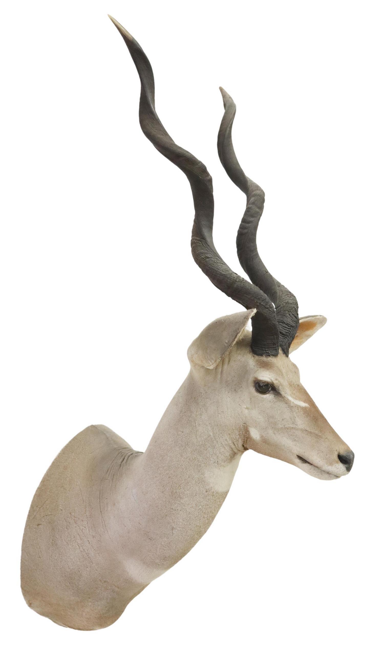 TAXIDERMY AFRICAN LESSER KUDU ANTELOPE MOUNT (1 of 3)