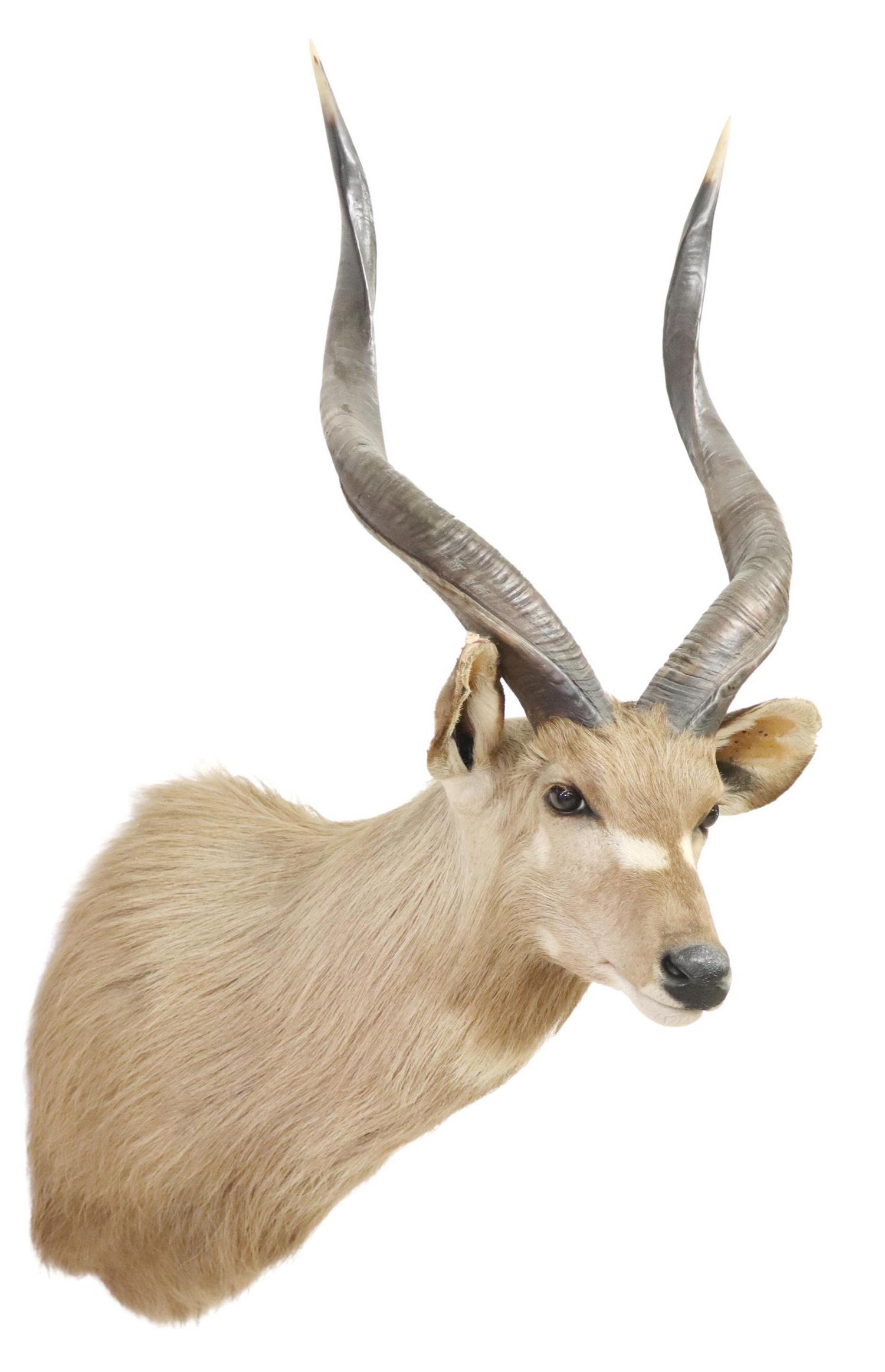 TAXIDERMY AFRICAN NYALA ANTELOPE SHOULDER MOUNT (1 of 3)
