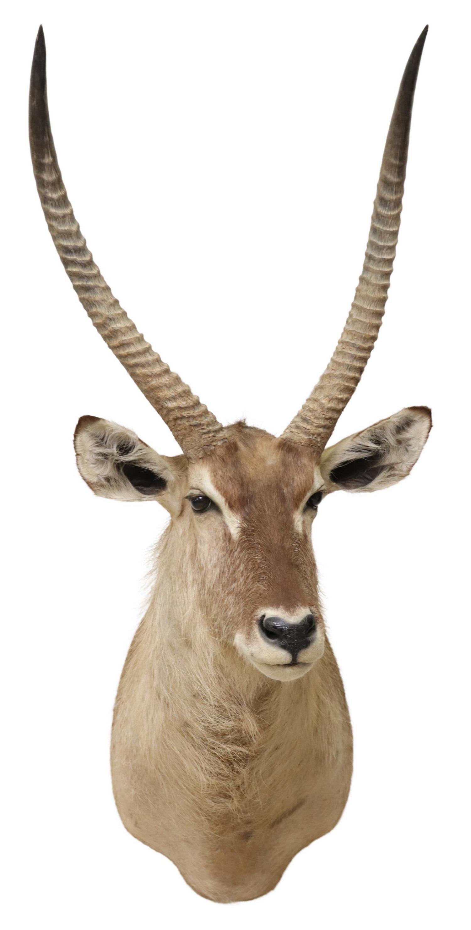 LARGE TAXIDERMY AFRICAN WATERBUCK SHOULDER MOUNT (1 of 4)