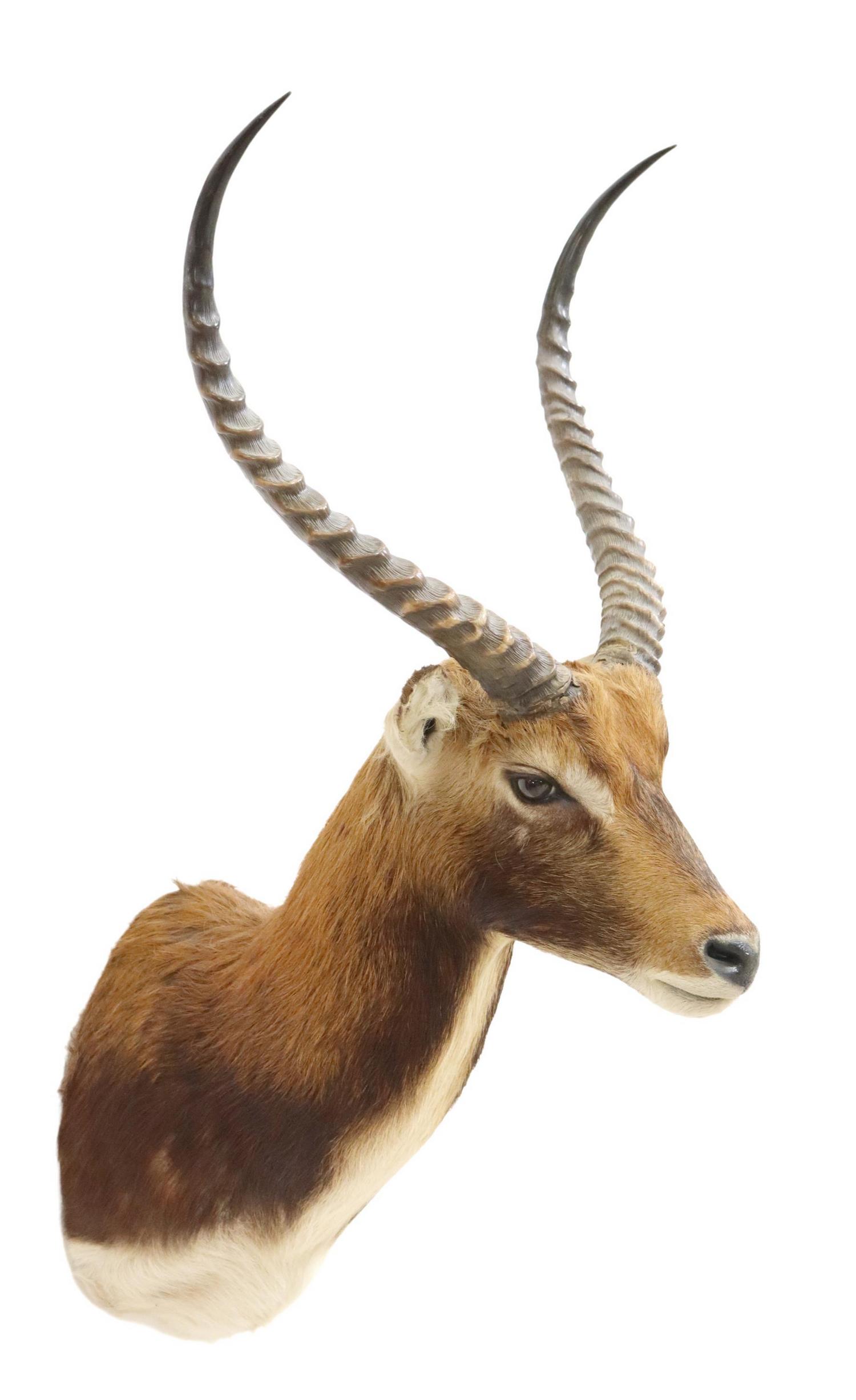 TAXIDERMY AFRICAN WATERBUCK ANTELOPE MOUNT (1 of 3)
