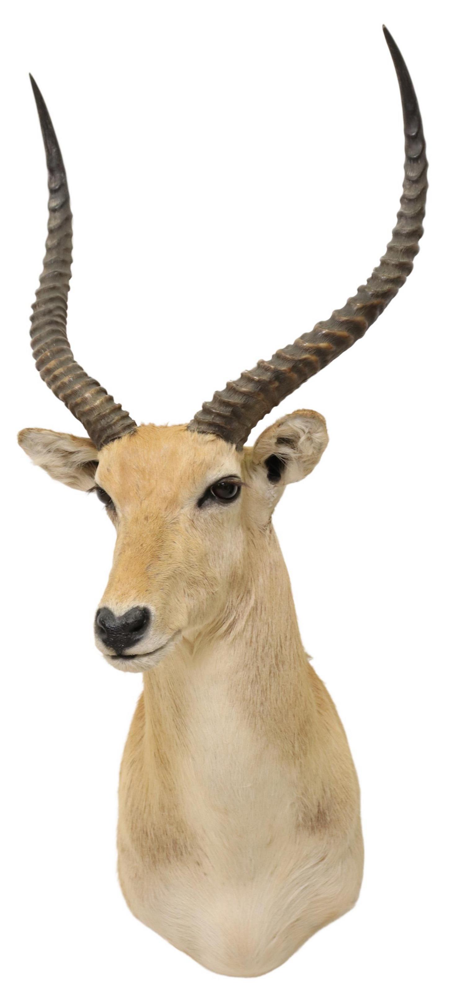 TAXIDERMY AFRICAN IMPALA ANTELOPE SHOULDER MOUNT (1 of 4)