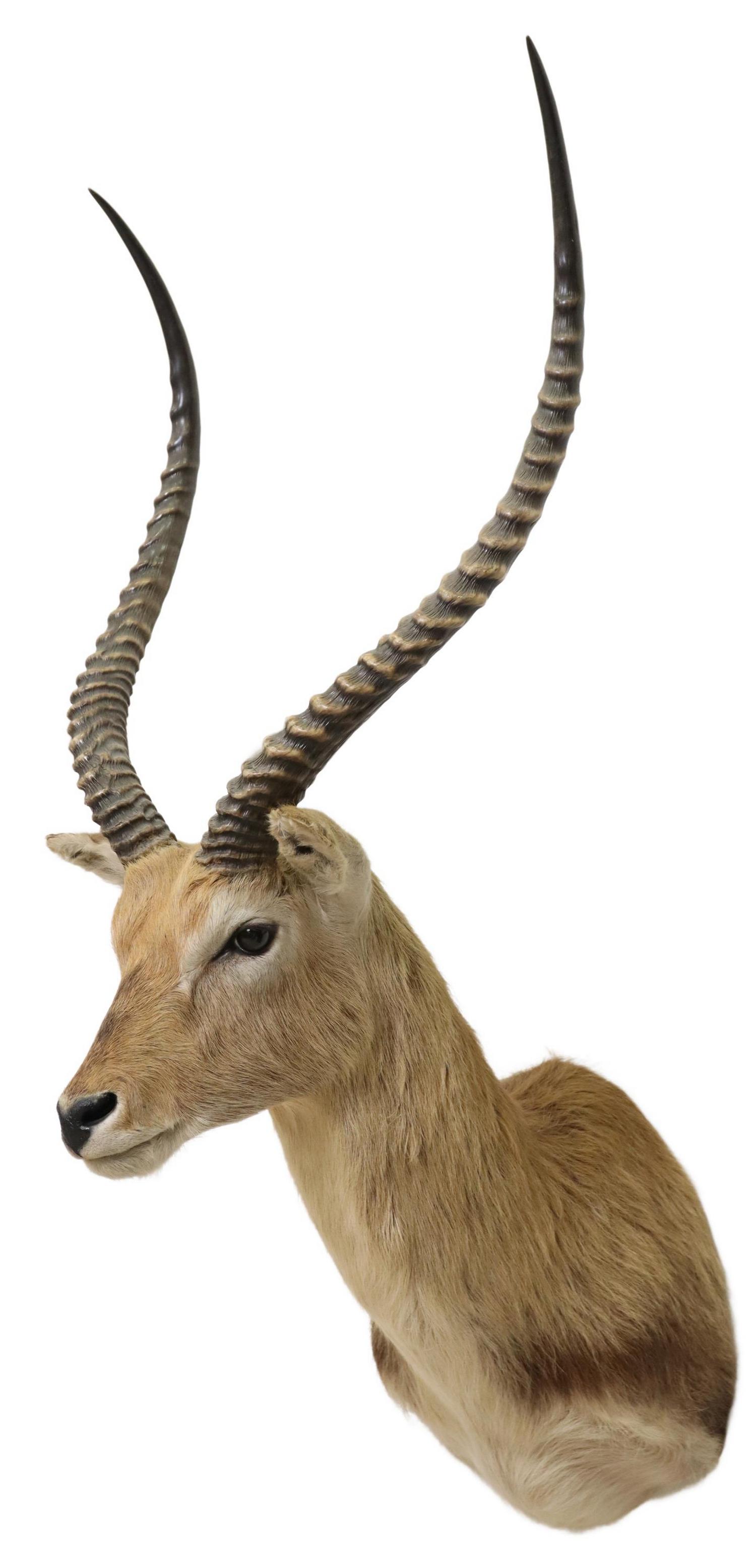 TAXIDERMY AFRICAN IMPALA ANTELOPE SHOULDER MOUNT (1 of 4)