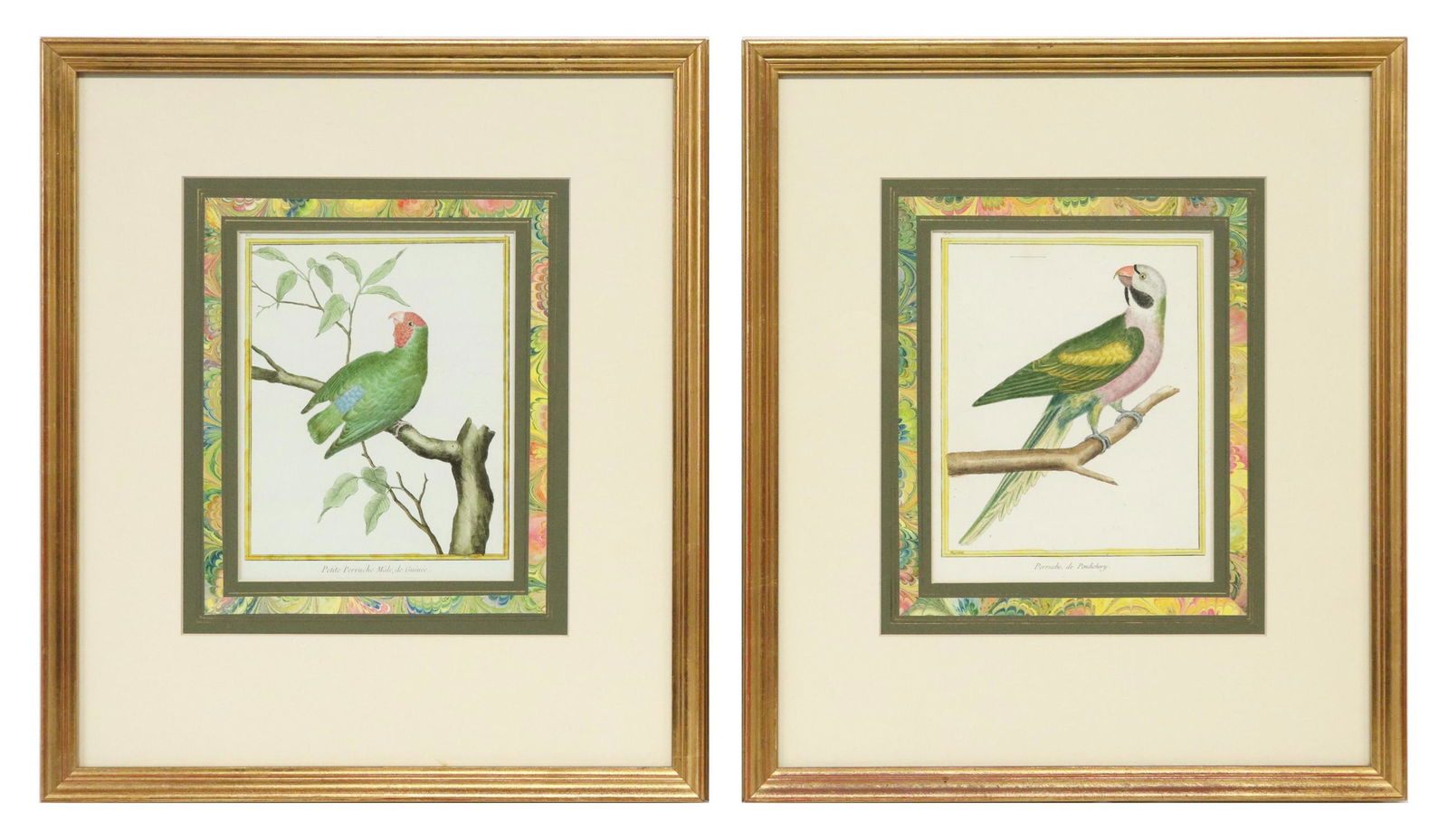 (2) FRENCH HAND-COLORED ENGRAVINGS OF PARROTS (1 of 7)