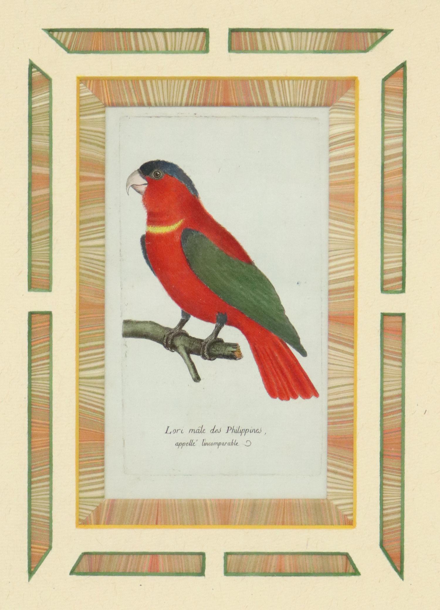 AFTER F. MARTINET HAND-COLORED BIRD ENGRAVING (1 of 4)