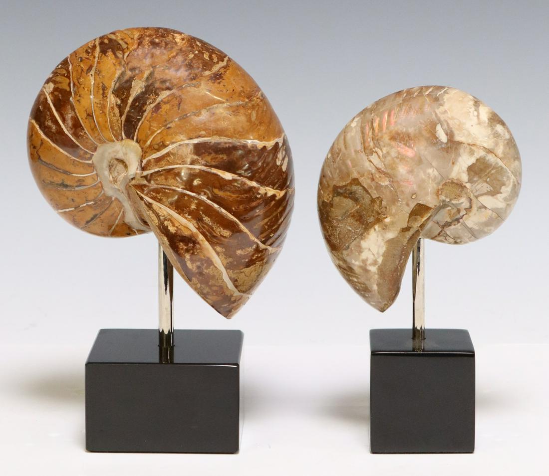 (2) AMMONITE FOSSIL SPECIMENS ON MARBLE BASES (1 of 3)
