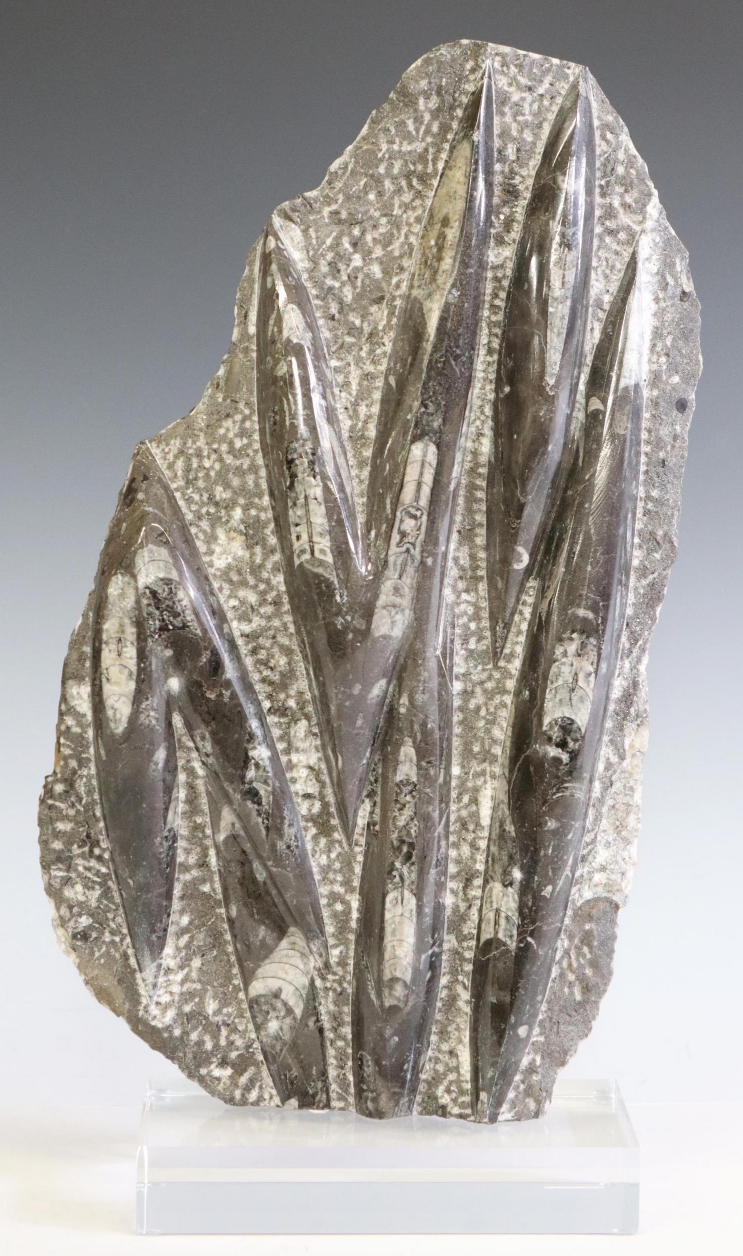 ORTHOCERAS POLISHED FOSSIL PLATE ON ACRYLIC BASE: Polished orthoceras fossil plate, mounted on an acrylic base, approx 17"h, 9"w, 4"d, 11.4lbs Start Price: $100.00
