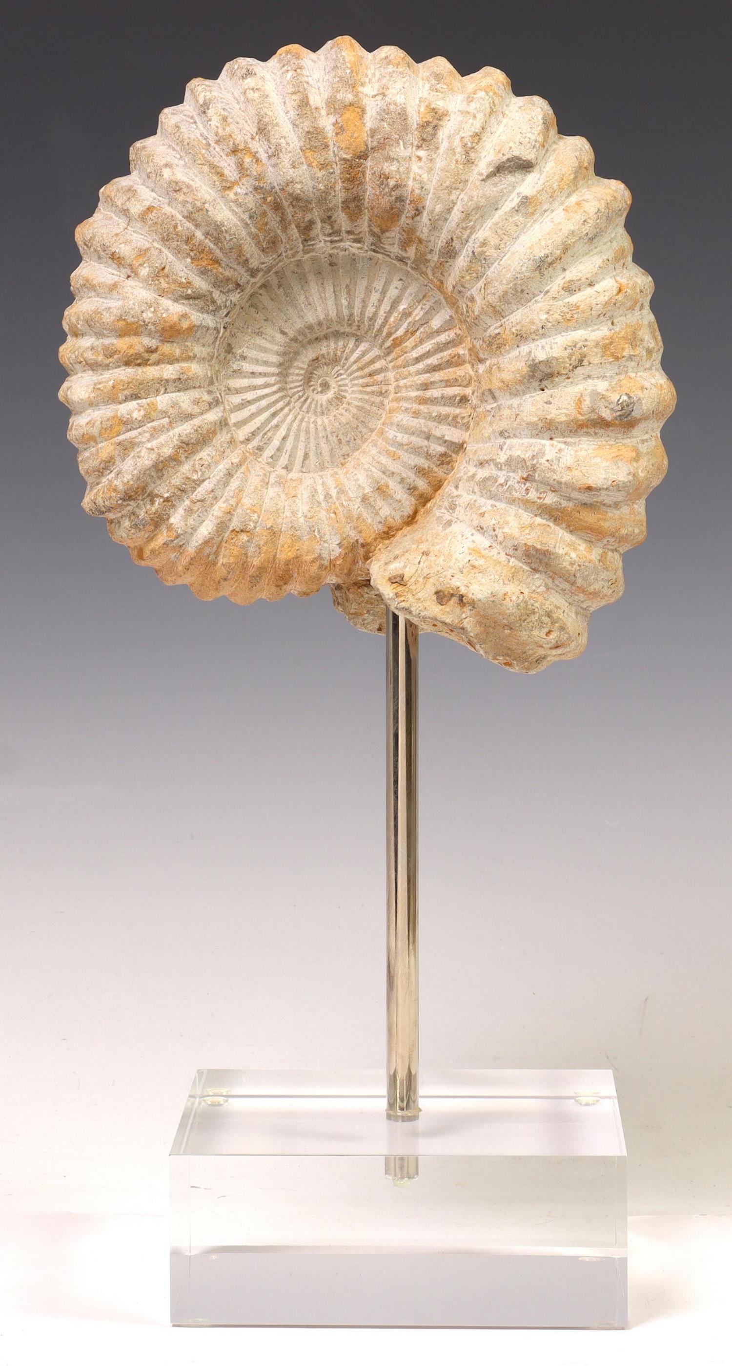 AMMONITE FOSSIL SPECIMEN ON ACRYLIC BASE (1 of 3)
