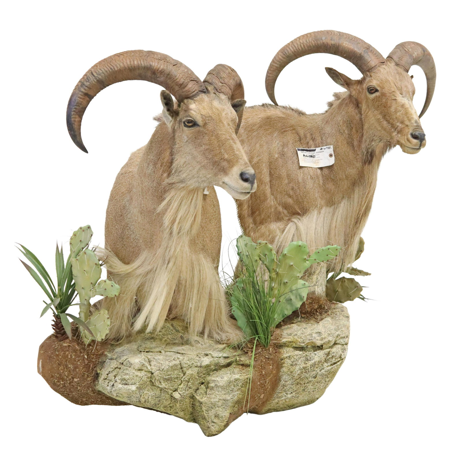 LARGE BARBARY SHEEP/ AOUDAD TAXIDERMY GROUP: Large taxidermy group, having two Barbary Sheep/ Aoudad shoulder mounts, rising on faux cacti and rocky base, largest mount: approx 31.5"h, 31.25"w, 29"d, overall: approx 51.25"h, 60.5"w, 33"d Start P