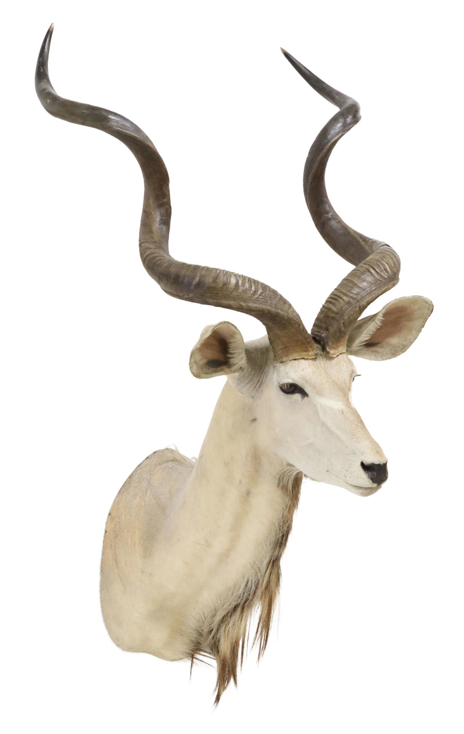 TAXIDERMY AFRICAN KUDU SHOULDER MOUNT, 58"H: Taxidermy African Kudu shoulder trophy mount, approx 58"h, 23.5"w, 33"d**Provenance: from the estate of a Texas Veterinarian** Start Price: $200.00