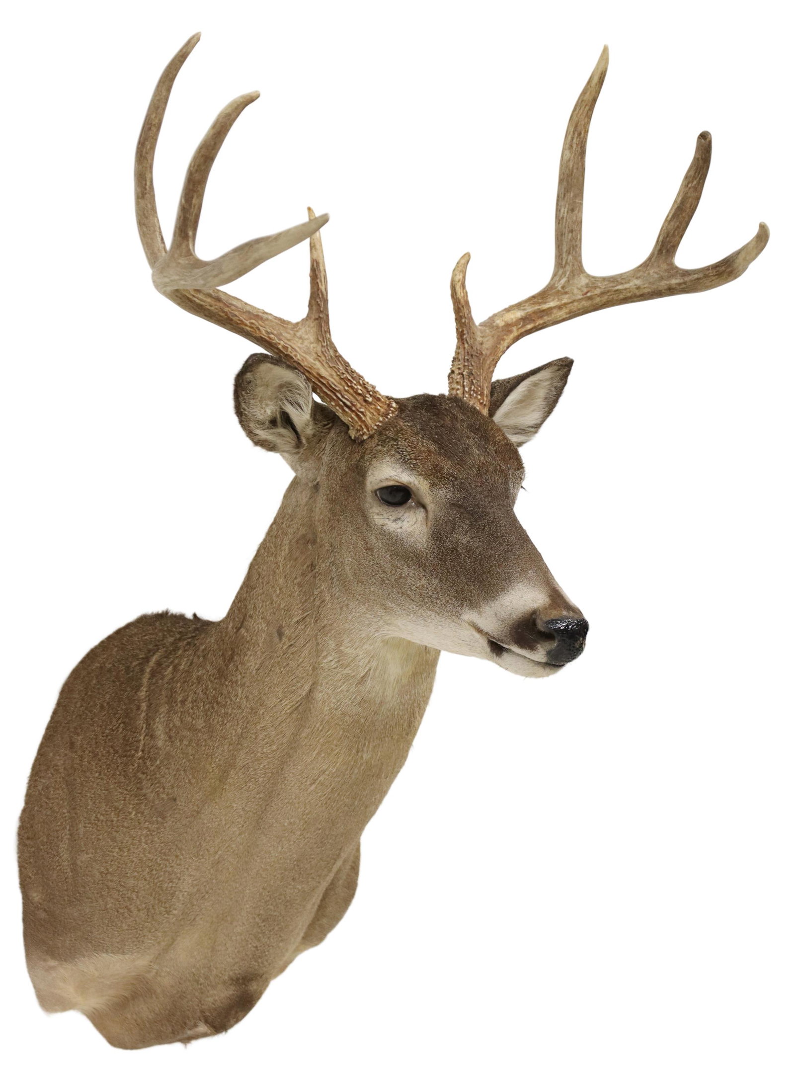 TAXIDERY DEER SHOULDER TROPHY MOUNT, 8 POINTS: Taxidermy deer shoulder trophy mount, having eight points, approx 39.25"h, 20.75"w, 19"d Start Price: $80.00