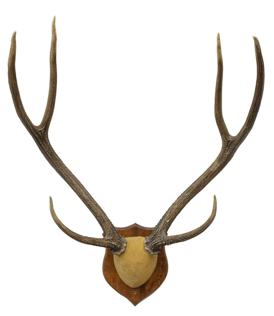 AXIS DEER ANTLERS ON SHIELD MOUNT: Axis deer antlers on shield-form wood mount, antlers only: approx 28"l, overall: approx 35"h, 28.5"w, 16.5"d, 7.5lbs Start Price: $80.00