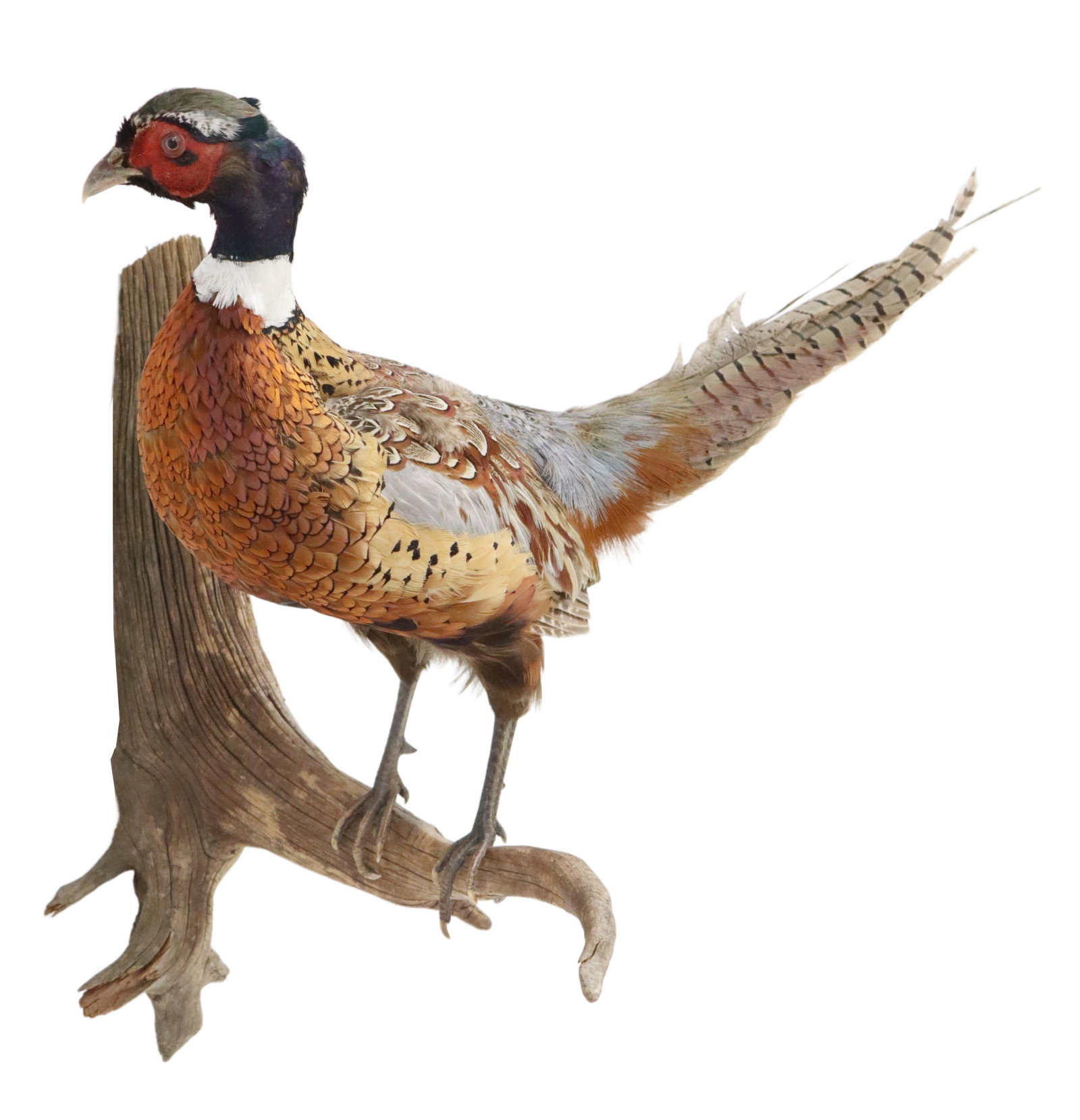 RING-NECKED PHEASANT TAXIDERMY MOUNT, 22.25"H: Ring-necked Pheasant taxidermy mount, rising on driftwood base, approx 22.25"h, 19.75"w, 18.5"d, 2.75lbs **Provenance: From a fine Texas estate** Start Price: $80.00