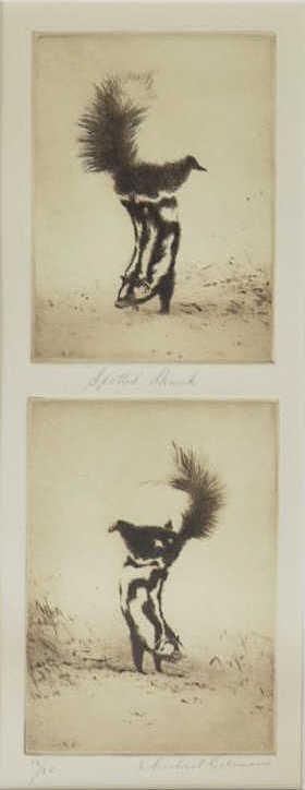MICHAEL COLEMAN (B.1946) 'SPOTTED SKUNK' ETCHING: Unframed aquatint etching on paper, "Spotted Skunk," signed lower right Michael Coleman (Utah, b.1946), numbered 18/ 25, sight: approx 14"h, 5.5"w, mat: approx 21"h, 13"w, 0.75lbs Start Price: $50.00