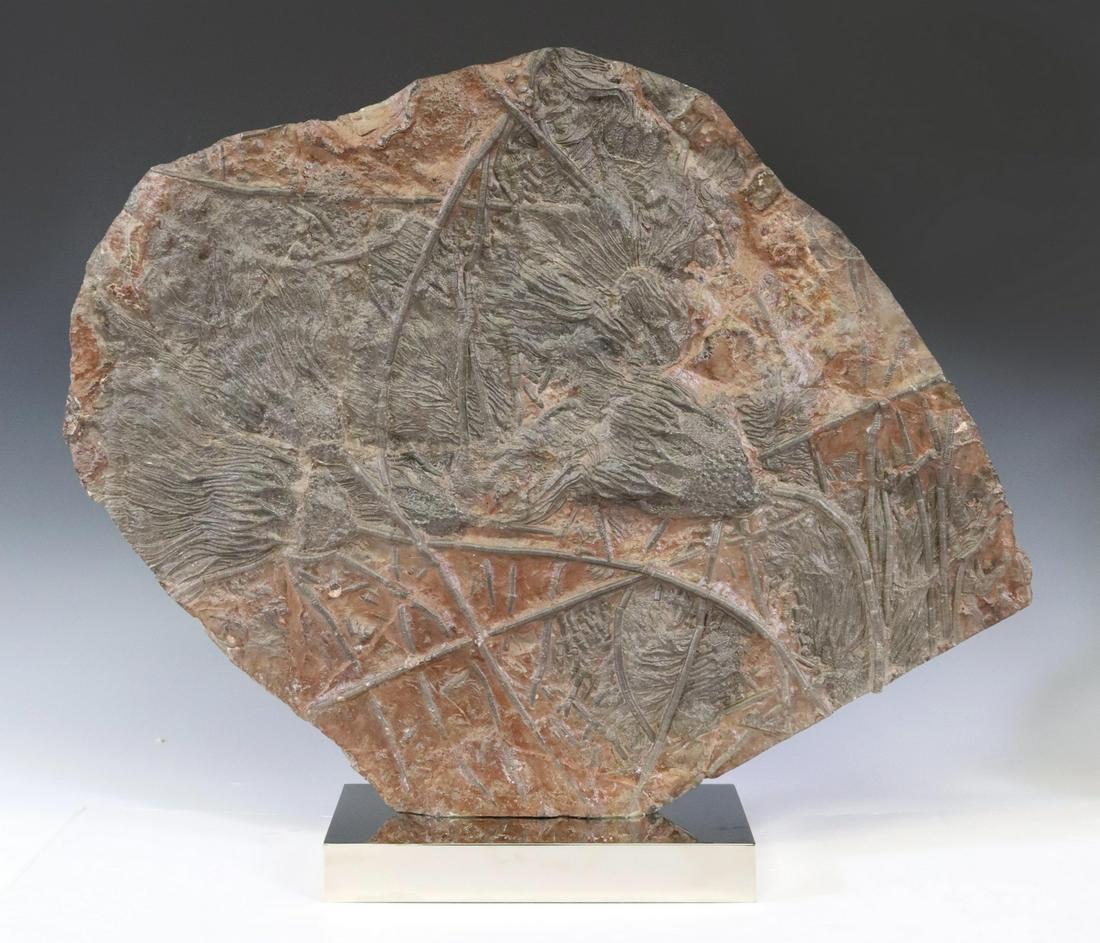 LARGE GEOLOGICAL CRINOID FOSSIL SPECIMEN, 22.5"H (1 of 3)