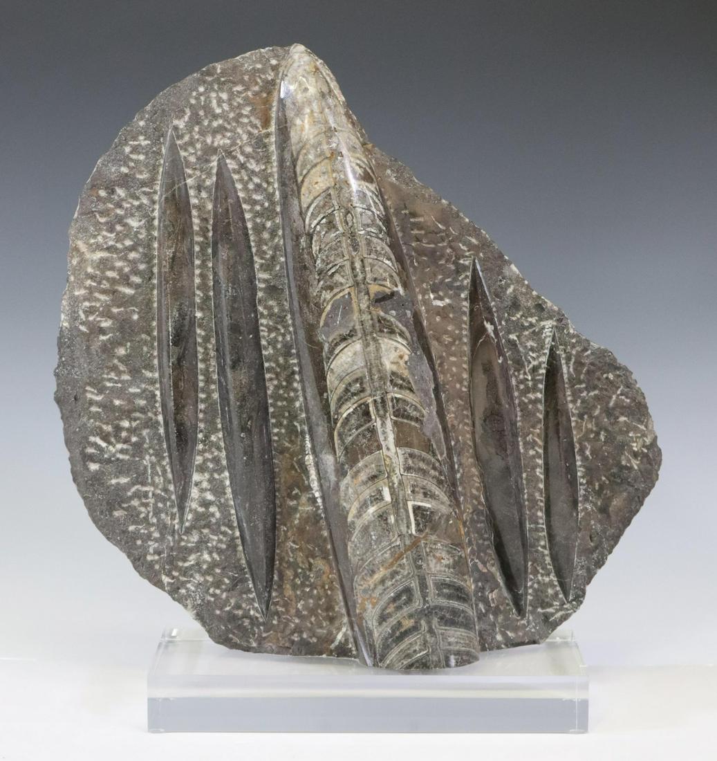 ORTHOCERAS FOSSIL PLATE ON ACRYLIC BASE, 14"H (1 of 3)