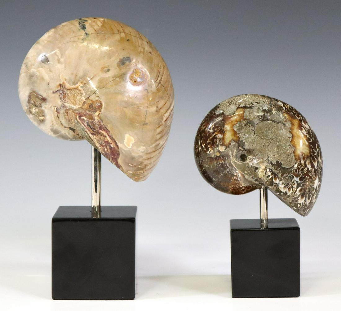 (2) AMMONITE FOSSIL SPECIMENS ON MARBLE BASES (1 of 4)