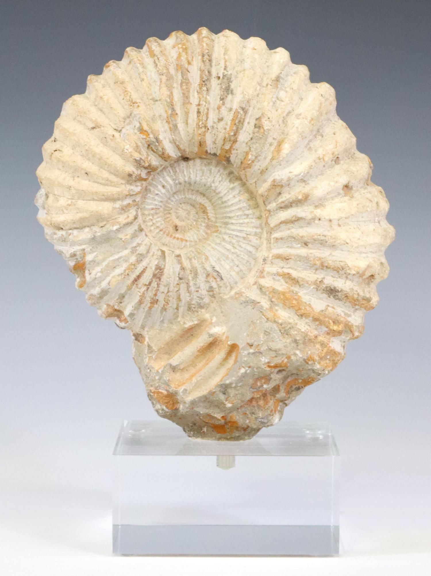 MOROCCAN AMMONITE FOSSIL SPECIMEN ON ACRYLIC BASE (1 of 3)