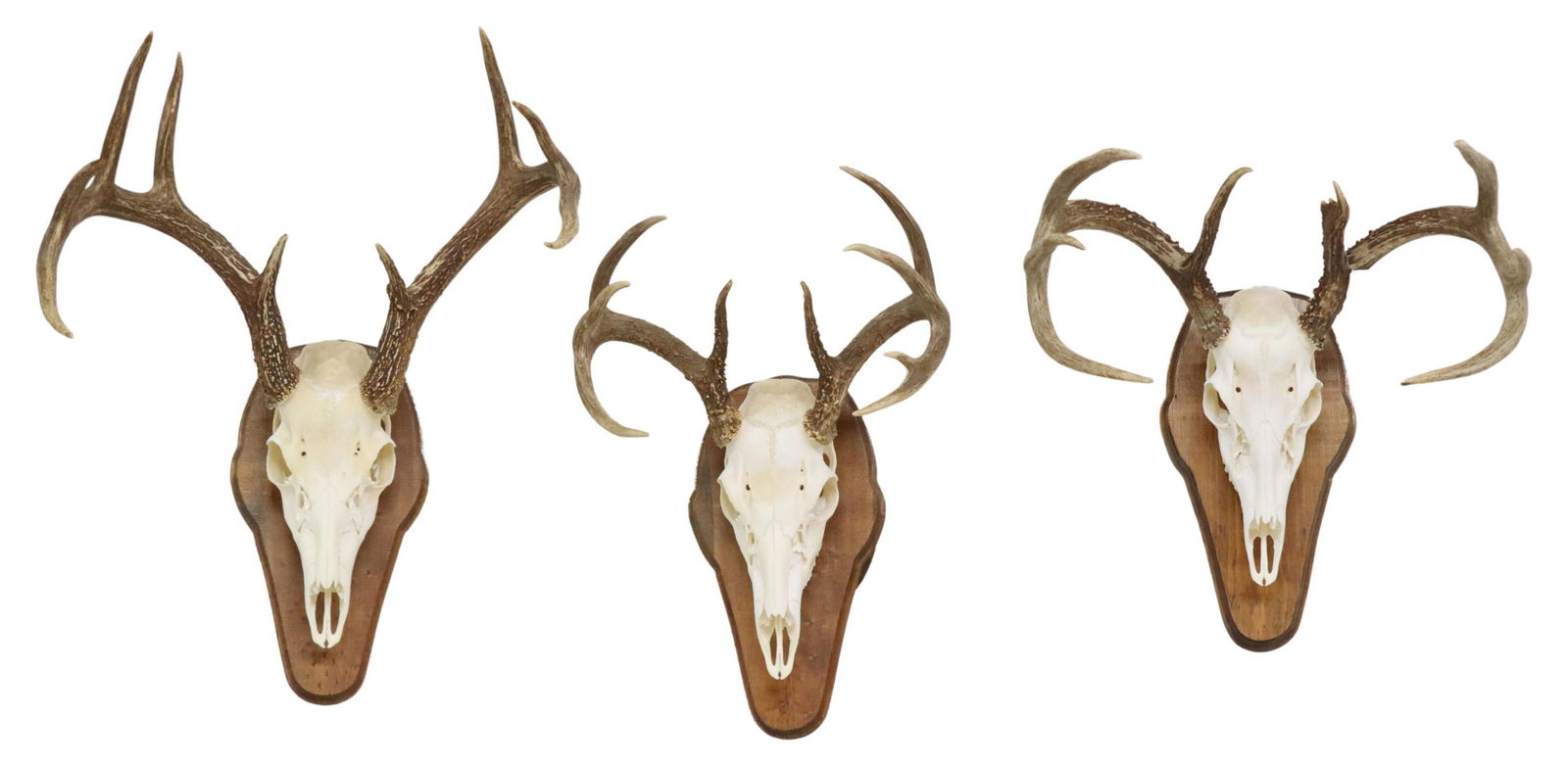 (3) TAXIDERMY DEER SKULL WALL TROPHY MOUNTS (1 of 2)