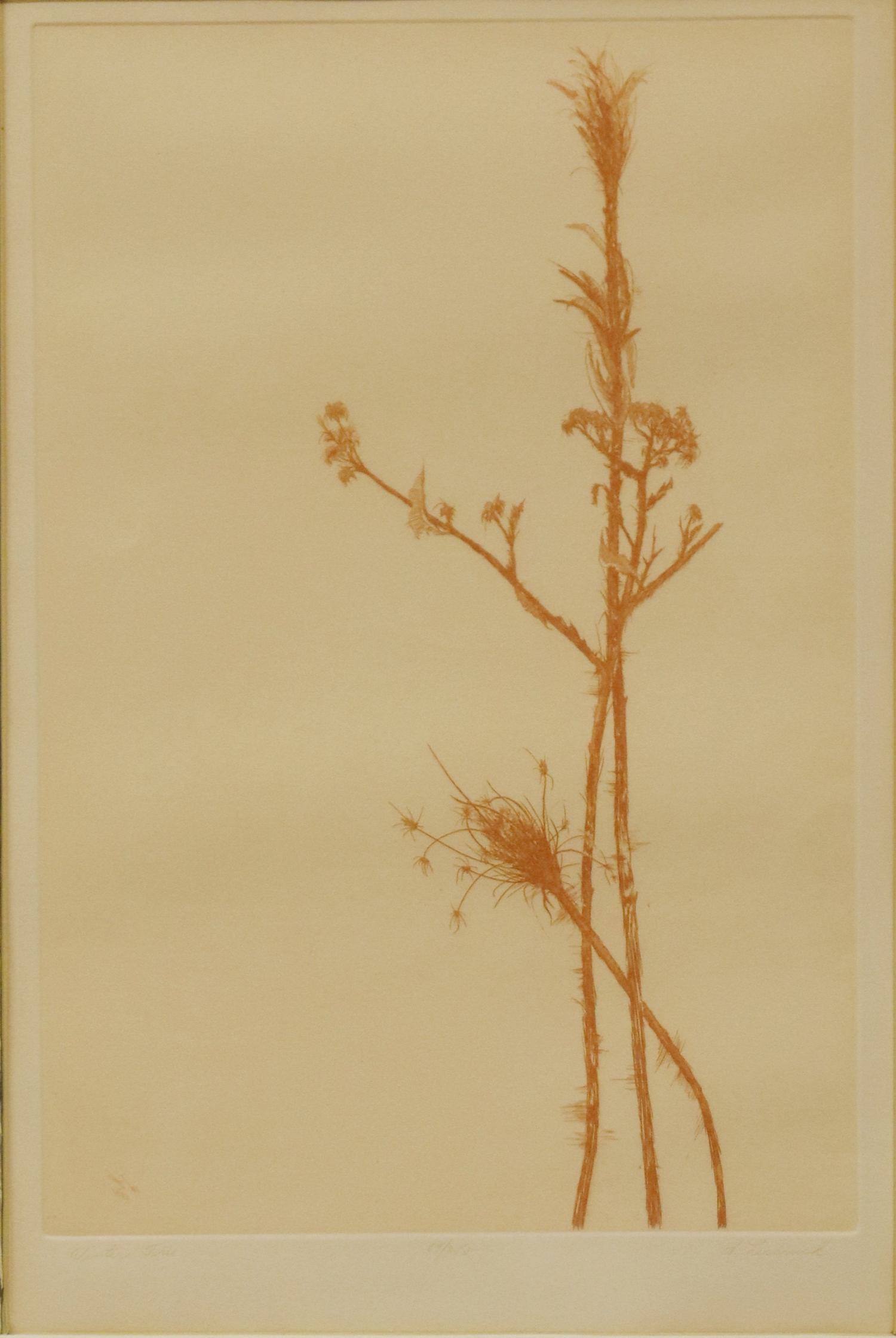 HOWARD LESSNICK (B.1939) BOTANICAL ETCHING (1 of 6)