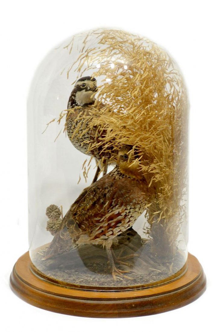 VINTAGE AVIAN TAXIDERMY DIORAMA, KING RANCH, TX: Vintage avian taxidermy diorama, from the King Ranch, Texas, featuring two quails among foliage, under glass dome with wood base, 13"h, 3.75lbs Start Price: $80.00