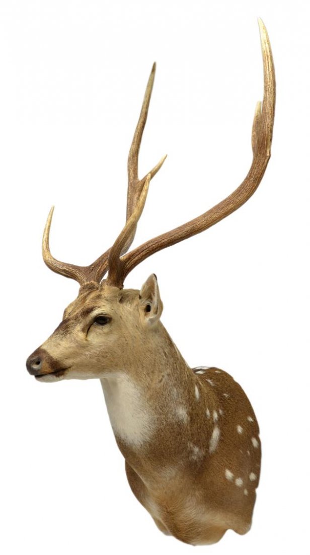 6 POINT SPOTTED AXIS DEER TAXIDERMY TROPHY MOUNT: A taxidermy shoulder mount, spotted Axis deer, 6 points, 46"h, 24"w, 24"d, 14lbs *** Note: Proceeds from the sale of this lot to benefit: "The Moonlight Fund". The Moonlight Fund has been assisting Mi