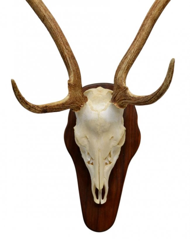 118 MESQUITE MOUNTED AXIS DEER SKULL & ANTLERS Lot 118