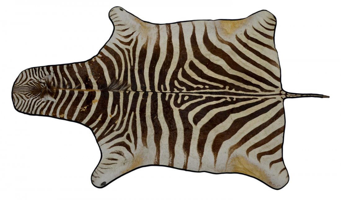 LARGE ZEBRA HIDE RUG: Vintage Zebra skin hide rug, on a felt-like backing, some wear to hair, includes part of head/face, tag on fabric of Fiori's Taxidermy Studio, San Bruno, California, maximum: 124"l, 74"w, 14lbs **Prov