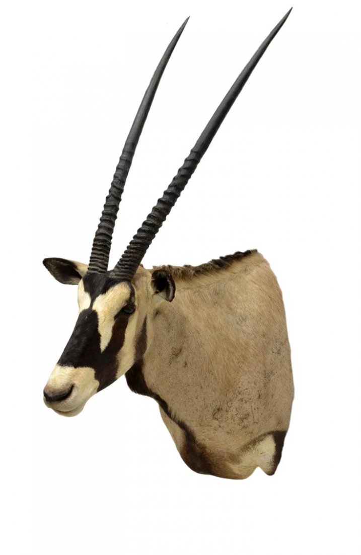 LARGE AFRICAN GEMSBOK ANTELOPE TAXIDERMY MOUNT: Immense African Gemsbok (Oryx Gazella) antelope shoulder trophy mount, Republic of Namibia, c. 2009, horns: 34"l, overall: 55"h, 13.5"w, 33.5"d, 24.25lbs *** Photo 10 shows Mrs. Belt with this trophy 