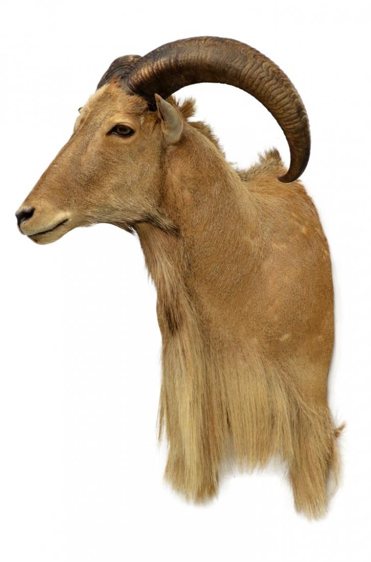 LARGE AOUDAD, BARBARY SHEEP TROPHY MOUNT: Large Aoudad taxidermy shoulder trophy mount, an antelope-sheep species, also known as Barbary Sheep, long hair or beard on chest and cheeks, horns tip to tip: 11", overall: 34"h, 21"w, 25"d, 18.5lbs 