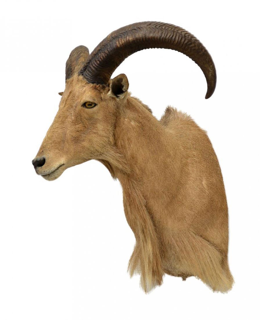 165 LARGE AOUDAD, BARBARY SHEEP TROPHY MOUNT