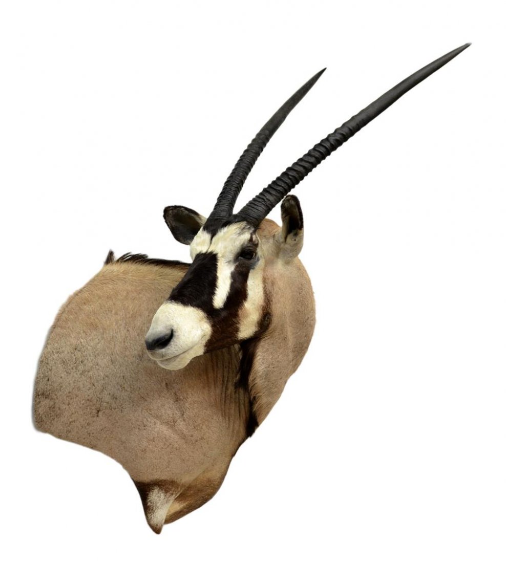 LARGE AFRICAN GEMSBOK ANTELOPE TROPHY MOUNT: Large African Gemsbok (Oryx Gazella) antelope taxidermy trophy mount, Republic of Namibia, southern Africa ,c. 2009, shoulder mount facing right, horns approx: 37"l, overall: 52"h, 19.5"w, 24"d, 30lbs