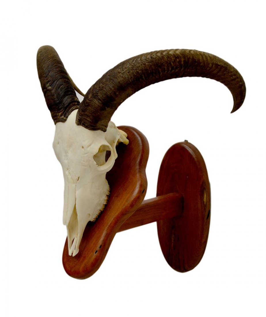 AFRICAN AOUDAD MOUNTED SKULL, CURVED HORNS: Aoudad mounted skull, an antelope-sheep species, also known as Barbary Sheep, horns: tip to tip: 16", overall: 21.5"h, 20"w, 14.25"d, 6.75lbs *** Note: Proceeds from the sale of this lot to benefit: "