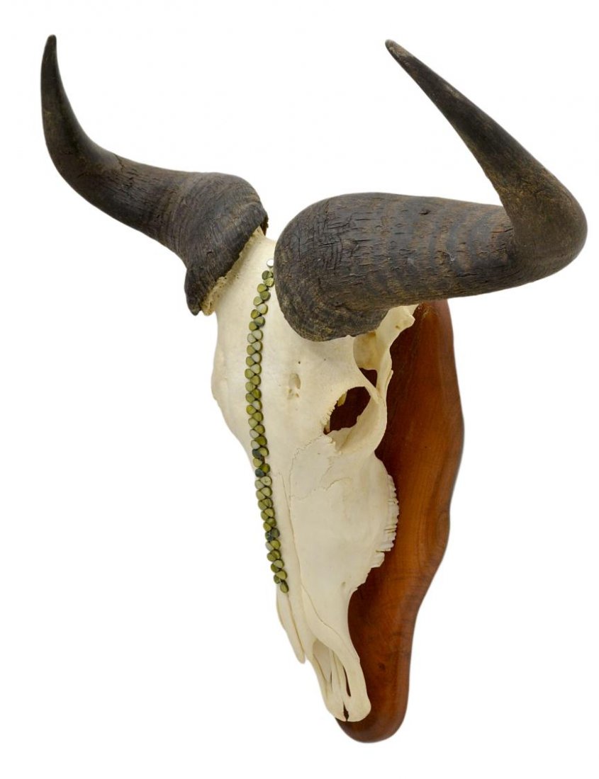 MOUNTED WILDEBEEST SKULL, HORNS: Wildebeest skull mounted on a board, embellished at center to hide bullet hole, horns tip to tip: 16.25"w, overall: 27"h, 25"w, 8"d, 10.75lbs *** Note: Proceeds from the sale of this lot to benefit: "