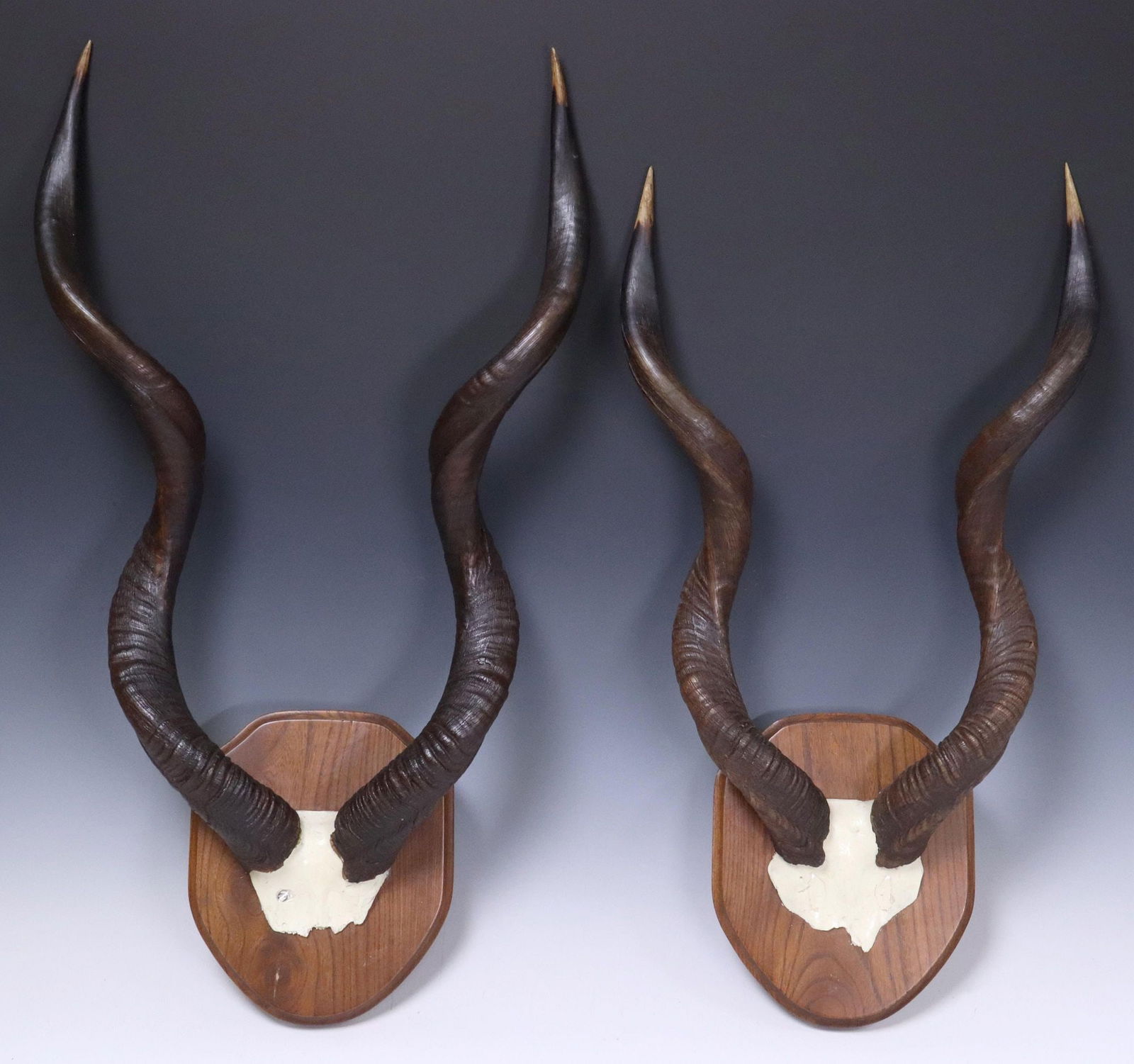 (2) KUDU HORN TROPHY MOUNTS ON OAK PLAQUES (1 of 2)